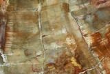 Petrified Wood (Araucaria) Slab - Madagascar #131484-1
